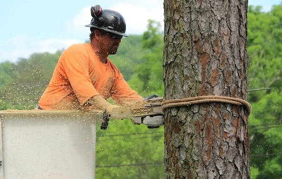 Birmingham AL Arborist