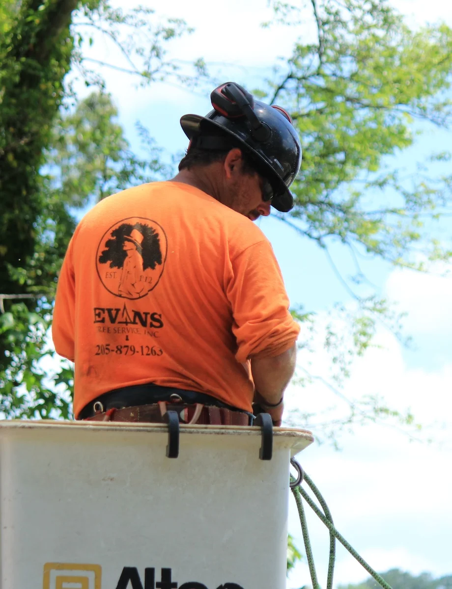 Tree Service in Trussville, AL