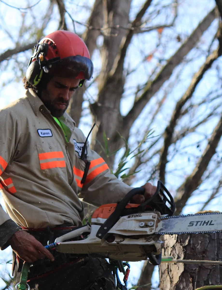 Tree Surgeon Birmingham AL