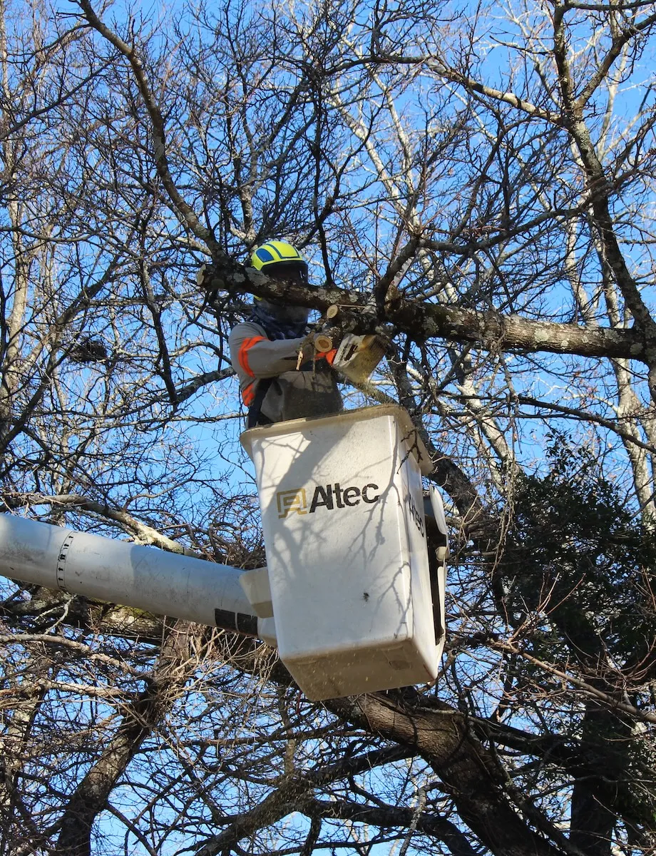 Tree trimming in Birmingham AL by Evans Tree Service