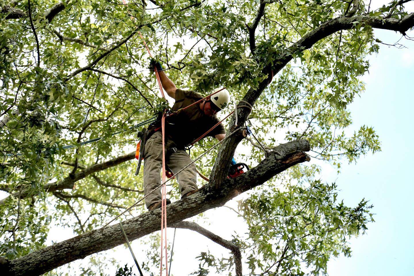 Tree Service Birmingham | Trimming Cutting Grinding Removal