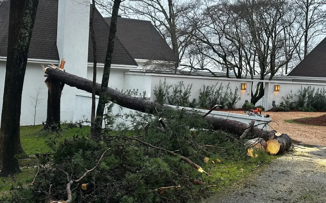 Does Homeowners Insurance Cover Tree Removal in Alabama?